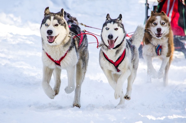 Siberian Husky, mushing, sled dog