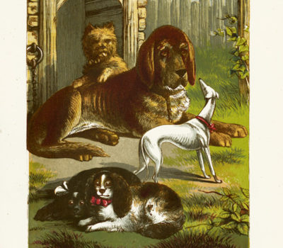 Italian Greyhound, Piccolo Levriero Italiano,Italian Sighthound,John George Wood