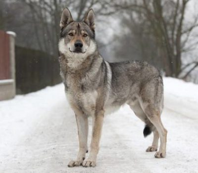 Czechoslovakian Vlcak,Czechoslovakian wolfdog