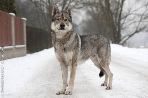 Czechoslovakian Vlcak,Czechoslovakian wolfdog