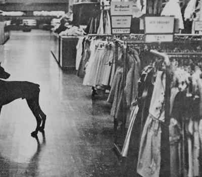 Doberman Pinschers,Macy's, John Behan,police dog,