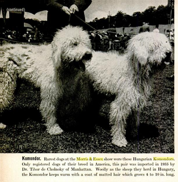 Komondor,Oscar Beregi,Twilight Zone