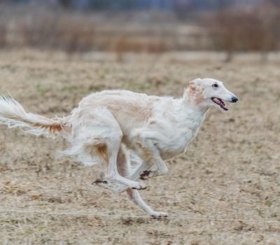 Borzoi, Russian Wolfhound,Brossok,Dr. M.W. Thewlis