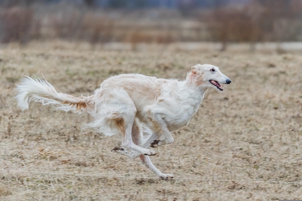 Borzoi, Russian Wolfhound,Brossok,Dr. M.W. Thewlis