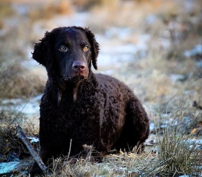 Curly-Coated Retriever,Astrakhan, coat