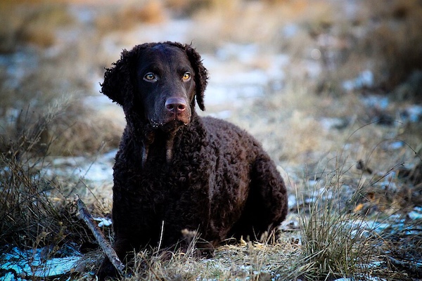 Curly-Coated Retriever,Astrakhan, coat
