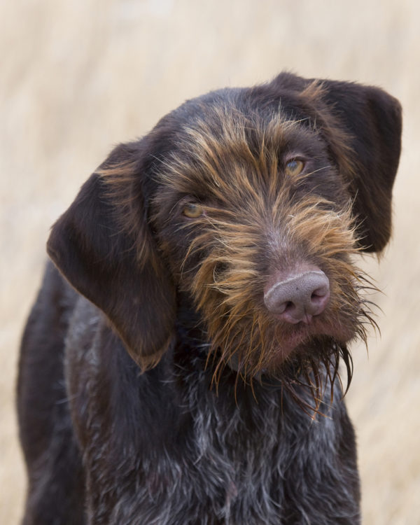 German Wirehaired Pointer, The Biscuit Eater, Movies,Film,Rolph Van Wolfgang