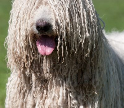 Komondor,Oscar Beregi,Twilight Zone