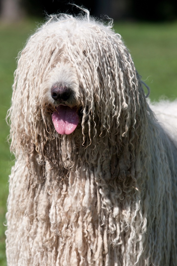 Komondor,Oscar Beregi,Twilight Zone