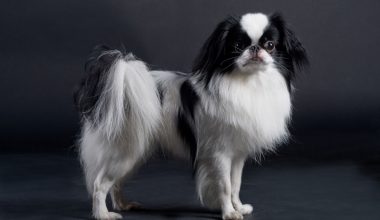 Japanese Chin,oriental expression,eyes