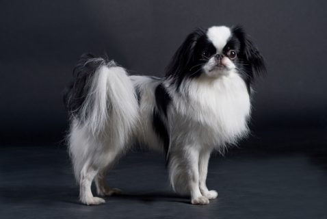 Japanese Chin,oriental expression,eyes