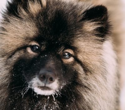 Keeshond, 9/11, Tikva,Cindy Ehlers, therapy Dog, comfort dog