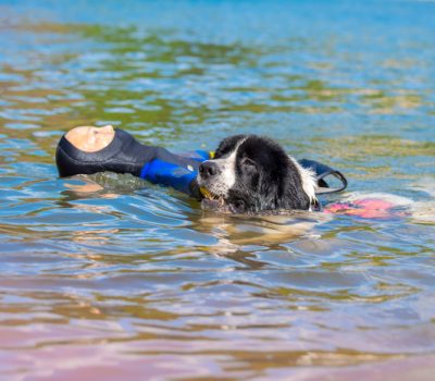 Newfoundland,Bilbo, Lifeguard Dog