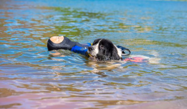 Newfoundland,Bilbo, Lifeguard Dog