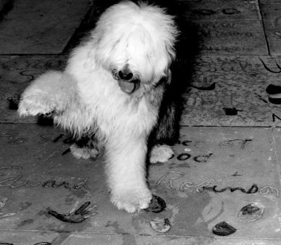 Old English Sheepdog,Bill Koehler,Lillybrad's Sammy's Shadow,The Shaggy Dog,movie,film,Lillian Lovejoy, Disney