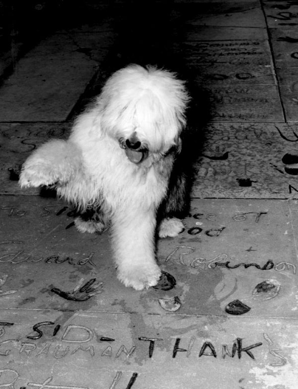 Old English Sheepdog,Bill Koehler,Lillybrad's Sammy's Shadow,The Shaggy Dog,movie,film,Lillian Lovejoy, Disney