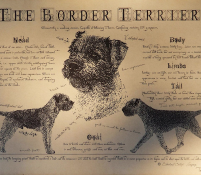 Border Terrier,Reedwater Terrier,Coquetdale Terrier,Jacob Robson,John Robson
