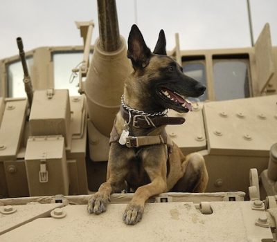 state dog, New York, military dog, law enforcement dog,working dog,Cairo,Belgian Malinois,Seal Team Six