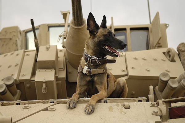 state dog, New York, military dog, law enforcement dog,working dog,Cairo,Belgian Malinois,Seal Team Six