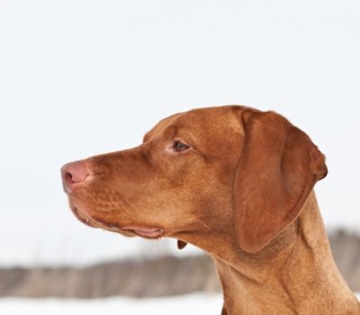 Vizsla