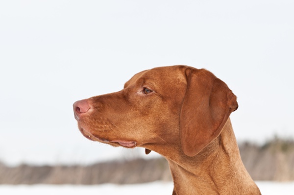 Vizsla