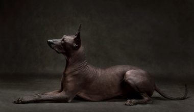 Frida Kahlo, art, Xoloitzcuintli, Mexican Hairless Dog