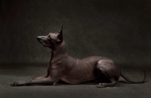 Frida Kahlo, art, Xoloitzcuintli, Mexican Hairless Dog
