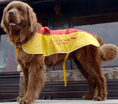 Newfoundland,Bilbo, Lifeguard Dog