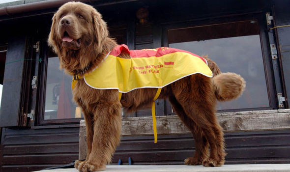 Newfoundland,Bilbo, Lifeguard Dog