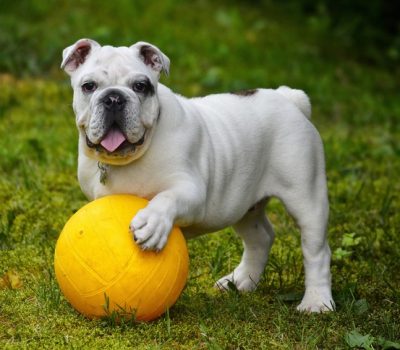 Bulldog, mascots, sports