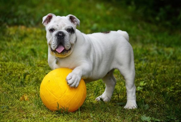 Bulldog, mascots, sports