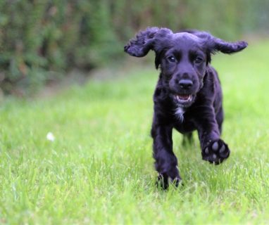 Virginia Woolf,Pinka, Clumber Spaniel, Cocker Spaniel,literature,Between the Acts,Vita Sackville-West