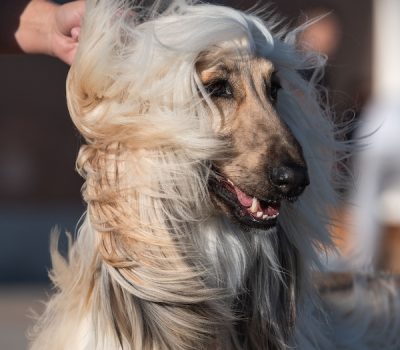 Charles Cruft, Crufts