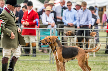 Fellhounds, Gazehounds,Masters of Basset Hounds Association,Bloodhounds, Basset Hounds, Beagles, Draghound,"Festival of Hunting",Peterborough Royal Foxhound Show Society