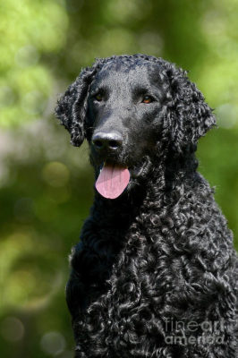 The _______Coated Retriever