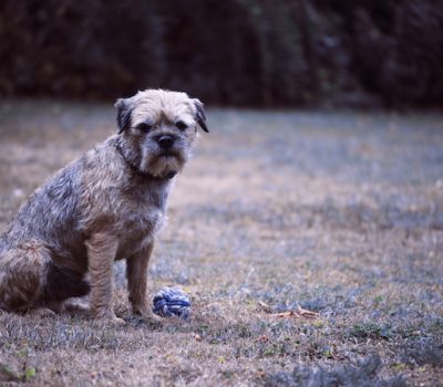 Border Terrier,Reedwater Terrier,Coquetdale Terrier,Jacob Robson,John Robson
