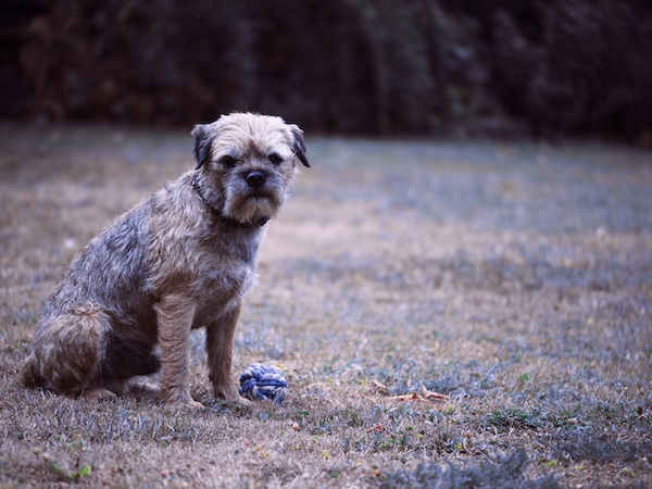 Border Terrier,Reedwater Terrier,Coquetdale Terrier,Jacob Robson,John Robson