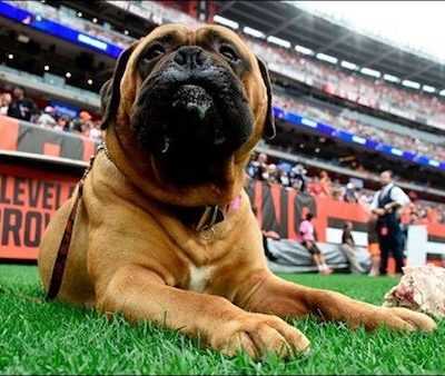 Bullmastiff,mascot,Cleveland Browns,