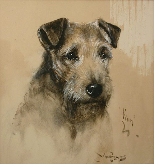 Welsh Terrier,Carnarvonshire Terrier,Ynysfor Otterhounds,GriffithsHughes