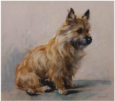 Cairn Terrier,cairns