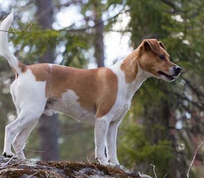 Danish/Swedish Farmdog,Danish Fox Terrier, Rat Dog, Farm Dog,Skaansk Terrier,Danish Pincher,