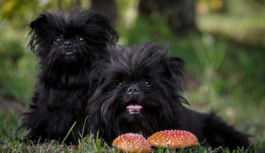 Affenpinscher,Musophobia