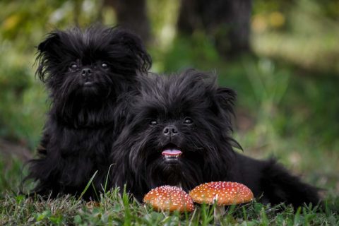 Affenpinscher,Musophobia