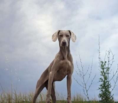 Vizsla, Futaki horns,Harrasburg Horns,'szary',German Shorthaired Pointer,Grabenbruch horns,Harrasburg line,Weimaraners