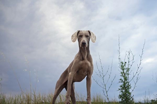 Vizsla, Futaki horns,Harrasburg Horns,'szary',German Shorthaired Pointer,Grabenbruch horns,Harrasburg line,Weimaraners