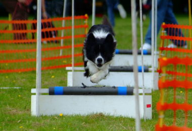 Tag Flyball, Scent Hurdle Racing