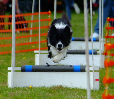 Tag Flyball, Scent Hurdle Racing