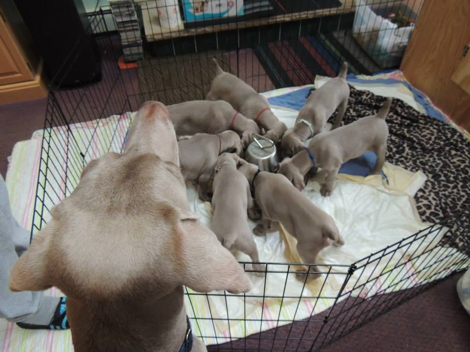 Grafmar's Caps, Weimaraner