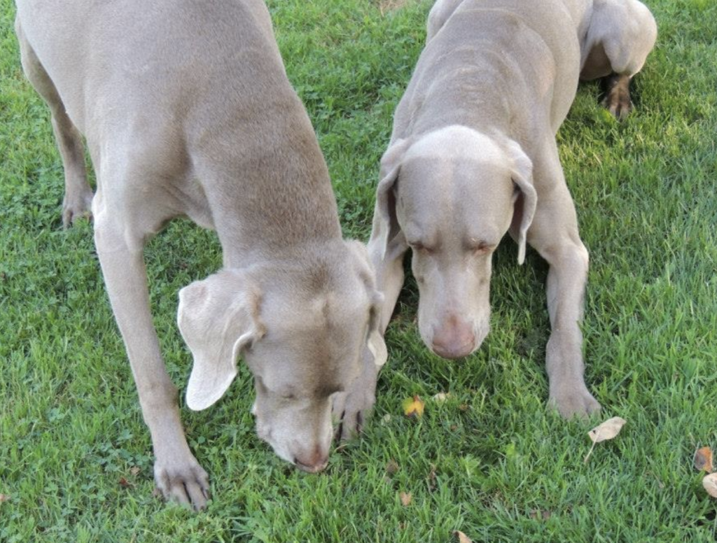 Grafmar's Caps, Weimaraner