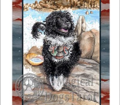 Portuguese Water Dog,standard,